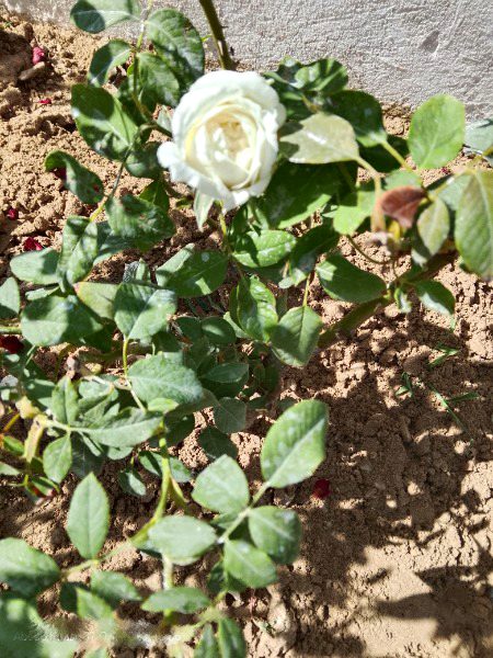 سامنے وہ ہیں اور مقابل پھول،
پھول کھل کر کھلا نہیں لگتا۔
 ع ر ع