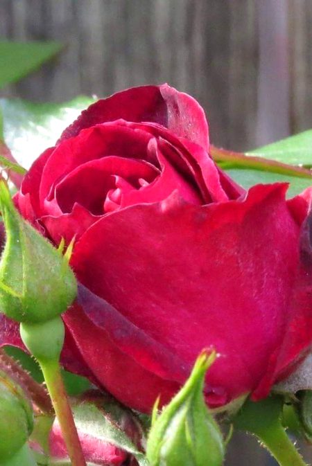Beautiful Nature image