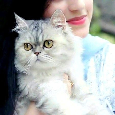 *مِرے پاس نہ ایسی آنکھیں ہیں 
تُو جن میں ڈوب کے دیکھ سکے*
*مِرے پاس نہ ایسی صورت ہے 
جسے دیکھ کے تجھ کو پیار آئے*
*تو ایک کہانی ہے خود میں*
❣️مِرے پاس تُو بس اک تُو ہی ہے❣️