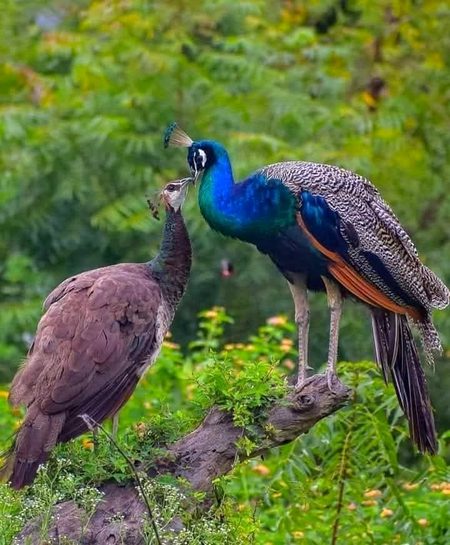 Beautiful Nature image