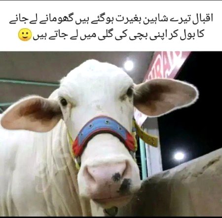 Memes & Satire image