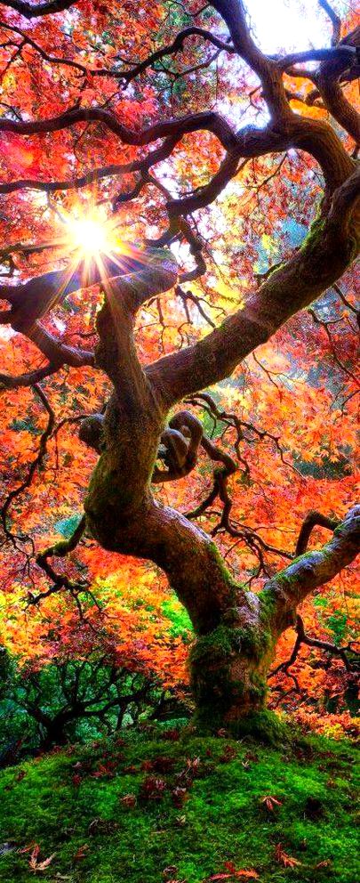 Beautiful Nature image