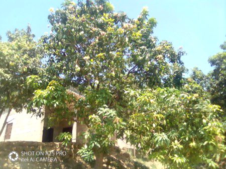 Mango tree