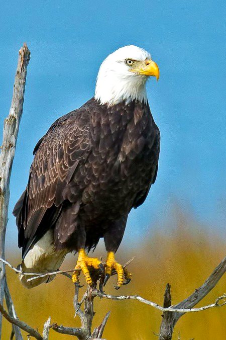 Beautiful Nature image