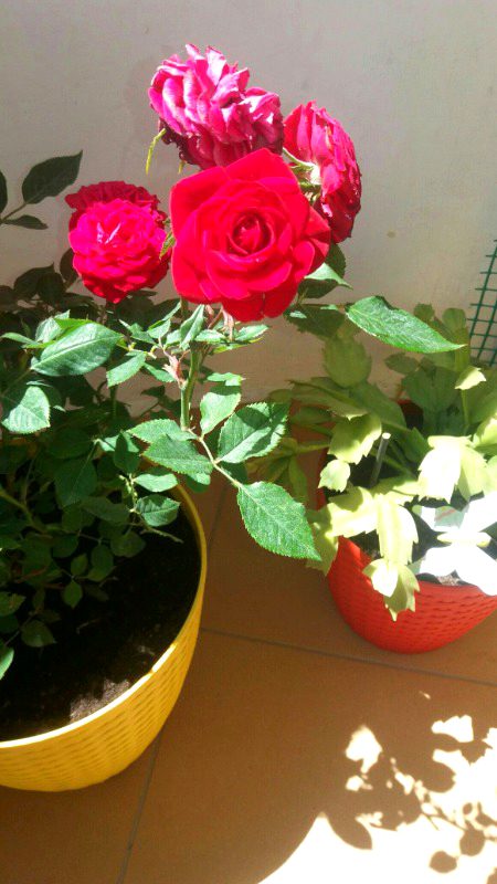 Beautiful Nature image