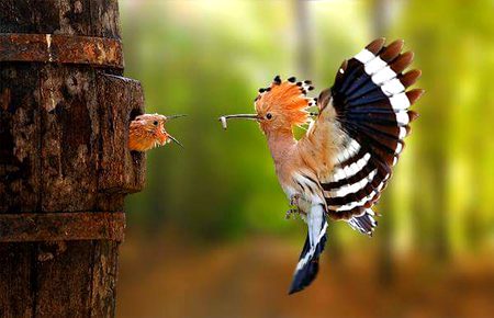 Beautiful Nature image