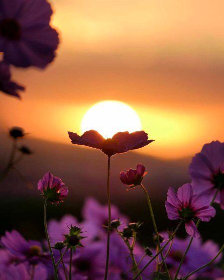 Beautiful Nature image