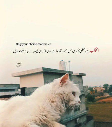 Life Advice image