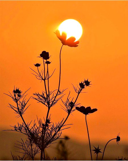 Beautiful Nature image