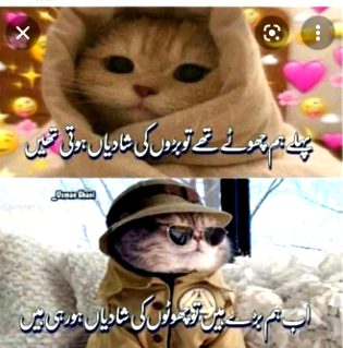 Memes & Satire image