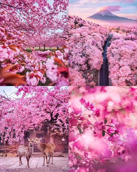 Beautiful Nature image