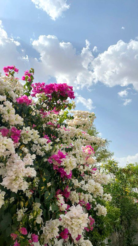 It's Friday, 
may Allah grant us unexpected 🍀 blessings and accept our prayers. 🤍✨