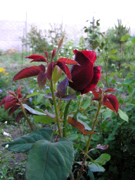 Beautiful Nature image