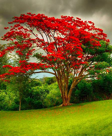 Beautiful Nature image