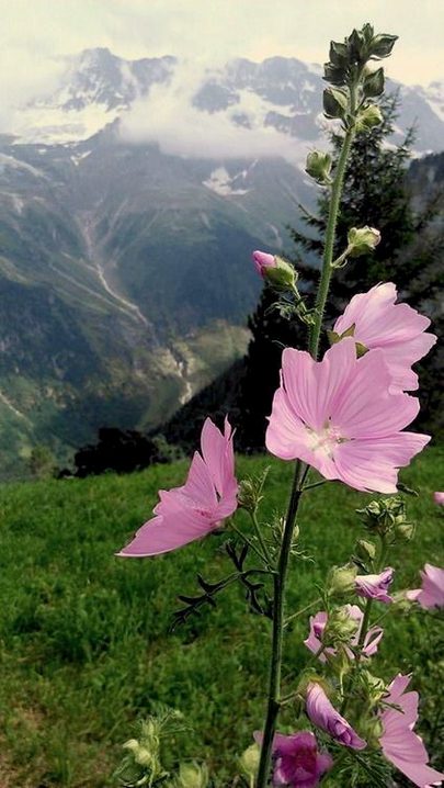 Beautiful Nature image