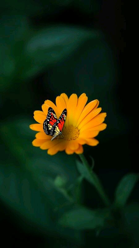 Beautiful Nature image