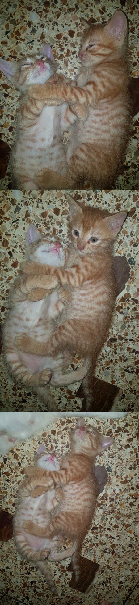 My cute kittens..💝💝💖💞🥰