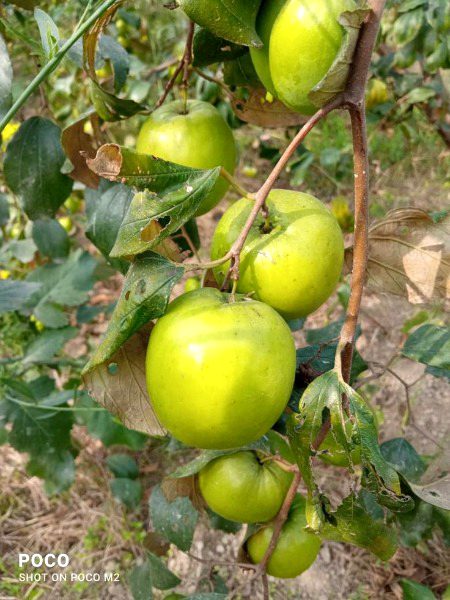 رمضان وہ مہینہ ہے
جو دلوں کو پاک کر دیتا ہے