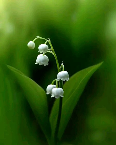 Beautiful Nature image