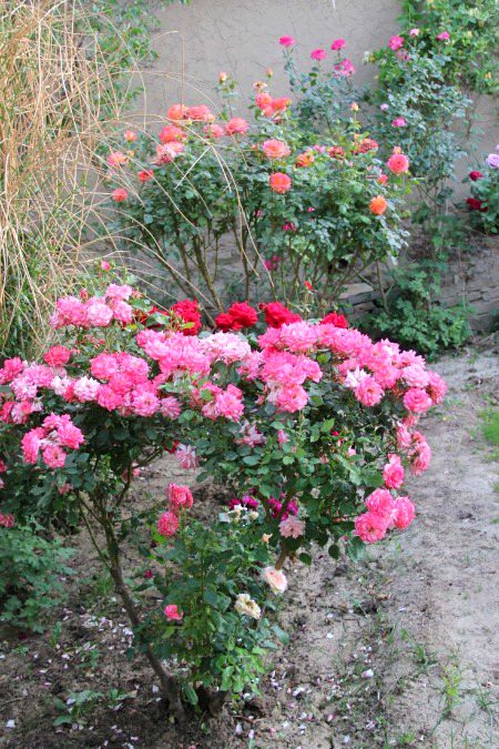 Beautiful Nature image