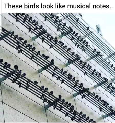 The music sheets of nature