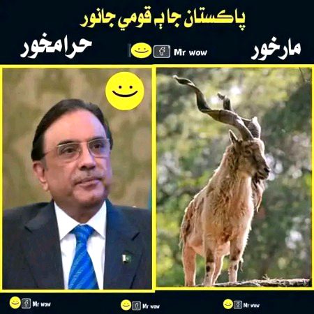 Memes & Satire image