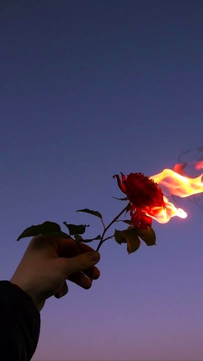 nice rose 😘😍😍