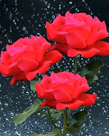 میرے تمام دوستوں کو عید مبارک 
آپ کی پیاری سی دوست جگنو
💕💞🥳