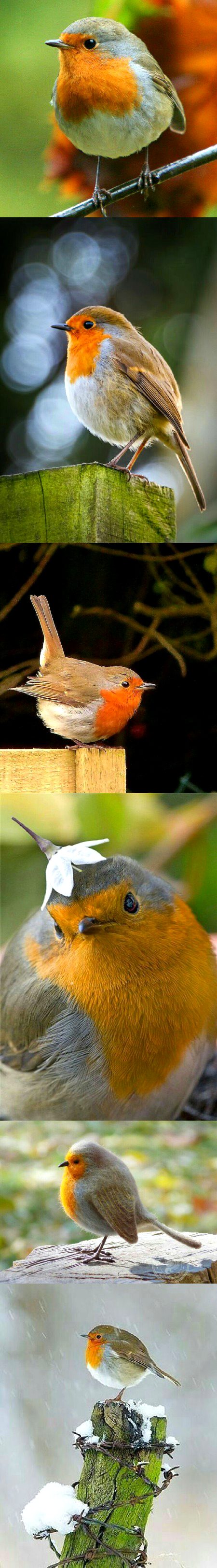 Beautiful Nature image