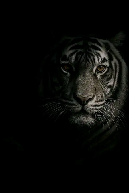 "زندگی نے مجھے یہ سکھایا ہے کہ لوگ ہماری خامیوں سے زیادہ ہماری خوبیوں کی وجہ سے ہمیں نا پسند کرتے ہیں."📚🖋️🖋️🖋️