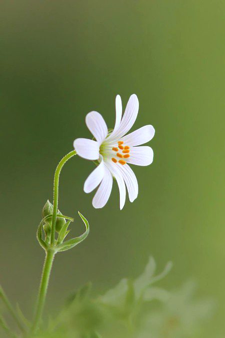 Beautiful Nature image