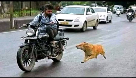 آپ نے اکثر دیکھا ہوگا کہ
 گندگی کے ڈھیر پر بیٹھا یا روڈ کے کنارے سویا ہوا🐕
 کتا گاڑی 🏍 کے پیچھے کچھ فاصلے تک بھونکتا
 اور دوڑتا ہے نہ یہ کتا آپ سے گاڑی چھیننا چاہتا ہے
 نہ گاڑی میں بیٹھنا چاہتا ہے
 اور نہ ہی اسے گاڑی چلانی آتی ہے
 بس خوامخواہ بھونکنا اس کی عادت ہے۔
 ایسے ہی زندگی کے سفر میں جب آپ اپنی منزل کی طرف رواں داواں ہوتے ہیں
 تو  کچھ اسی عادت کے لوگ بنا کسی مقصد کے آپ کی راہ میں رکاوٹ پیدا کرنے کی کوشش کرتے ہیں
 اس لئے جب آپ اپنی منزل پر رواں دواں ہوں، 
اور لوگ آپ کی راہ میں رکاوٹیں ڈالنے کی کوشش کریں 
تو ان سے الجھنے کے بجائے اپنی منزل کی طرف رواں دواں رہیں!
 کامیابیاں آپ کی منتظر ہیں۔ ✅😊