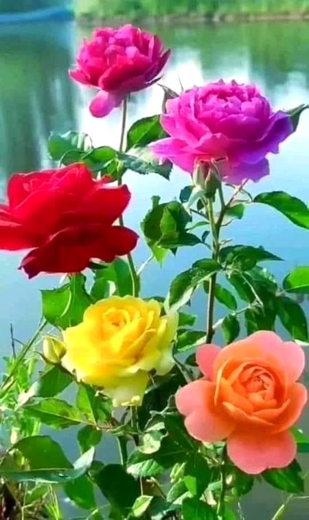 Beautiful Nature image