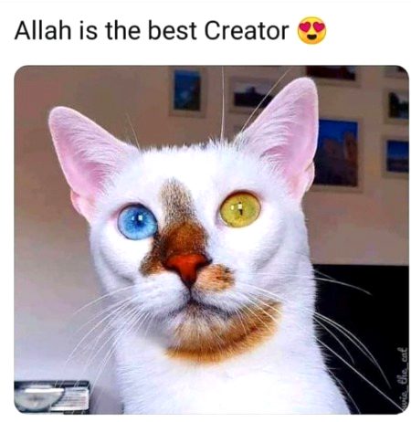Allah is the best Creator