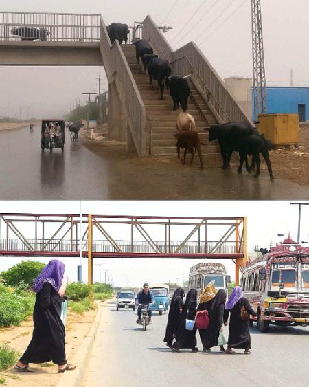 Aqal barri hai ya bhains? 🤔🙂