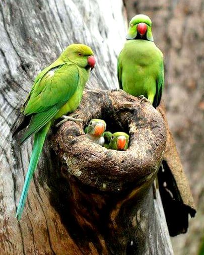 Beautiful Nature image