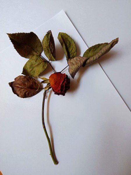 Beautiful Nature image