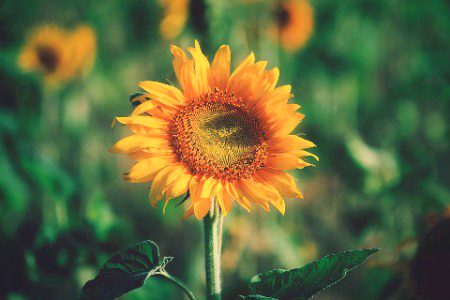 Beautiful Nature image