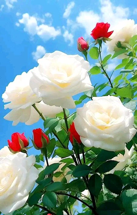 Beautiful Nature image