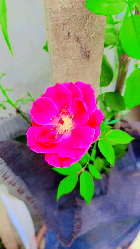 Beautiful Nature image
