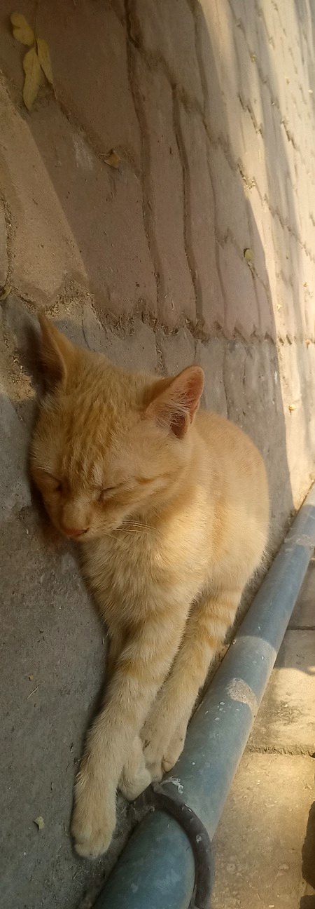 cato jee araam se so rhi thin🫣👉👈