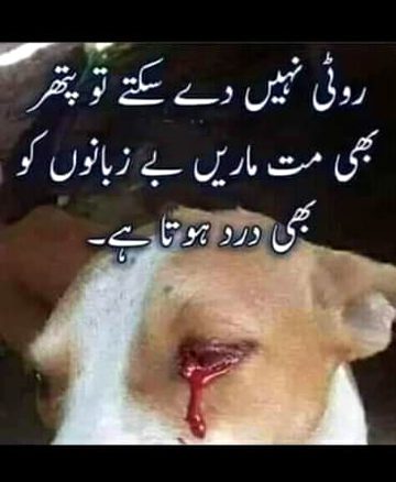 roty nhi disagty bi zban ko pthar b nhi maro unhi b darad hota hi uski aah b asmaan tk pohchty hi