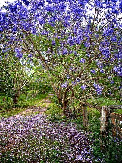 Beautiful Nature image