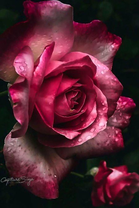 Beautiful Nature image