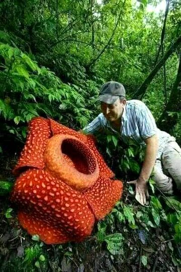 The strangest plants in the world that you will never see
🍃🌱💚