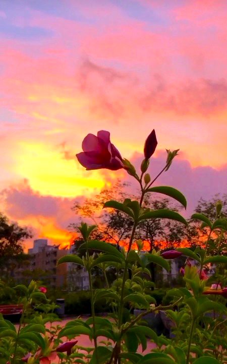 Beautiful Nature image
