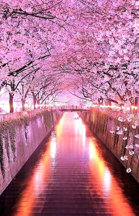 Beautiful Nature image