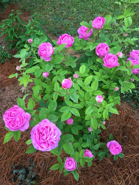 Beautiful Nature image