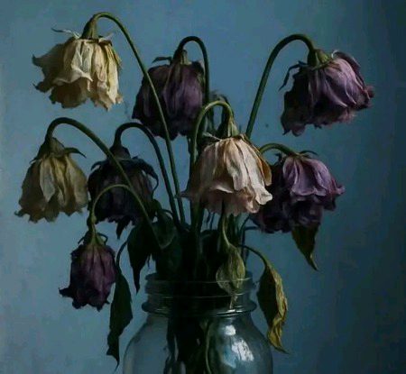 کچھ پھول اپنے رنگ سے بیزار ہو گئے!🖤