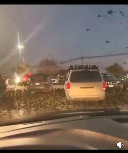 🚨‼️ BREAKING 🦅
Huge numbers of crows in Israhell stormed the area for more hell to come.
Israel is finished.